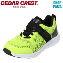 Z_[NXg CEDAR CREST CC-3111 LbYC qC C V[Y 2E Xj[J[  h [eBeBXj[J[ q ql ʊw CG[ SP