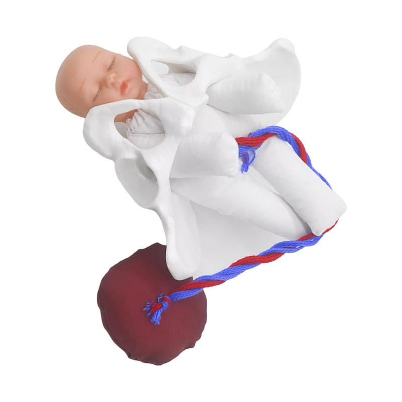 教える学生のための胎盤モデルを持つ人間の女性の骨盤モデルの赤ちゃん