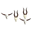 動物の頭の頭蓋骨壁掛けアート動物の頭蓋骨壁プラーク現実的な動物の頭蓋骨像動物の頭の家の装飾