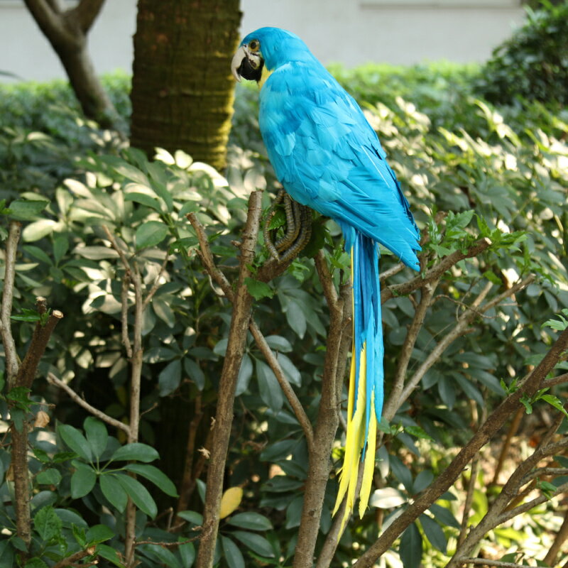 羽毛のあるオウムの鳥のシミュレーション