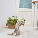 ペティオ (Petio) 猫用おもちゃ けりぐるみ de じゃらし ミニエビ(4)