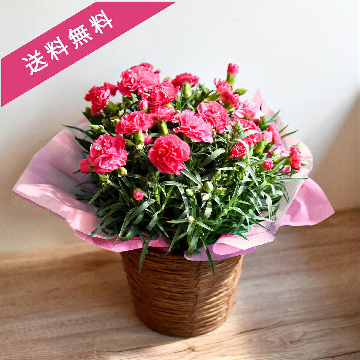 其它 - 母の日「プレシャスマム」人気No.1　鉢植え　カーネーション　花鉢　花　プレゼント　ギフト　送料無料　母の日カード付【5/7迄のご注文で 5/7-5/10お届け】