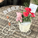 母の日「チャリンコくまちゃん」カーネーション 花鉢 楽天限定商品 くま ぬいぐるみ 数量限定 かわいい【坪井花苑】【近日中お届け】