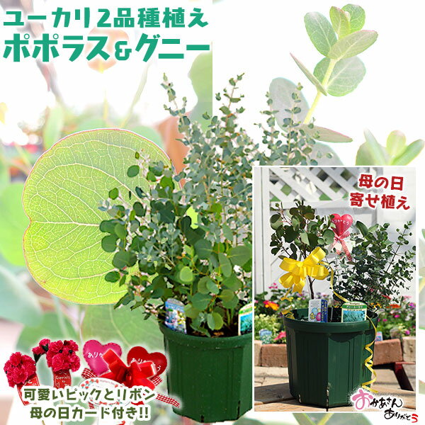 楽天市場】ユーカリ グニー(サイズ(植木鉢)7 ~ 9号)の通販 楽天市場】ユーカリ グニー(サイズ(植木鉢)7 ~ 9号)の通販