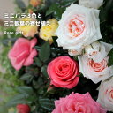 ミニバラ 花の鉢植え ミニバラ3色とミニ観葉の寄せ植え （ アートストーン22cm鉢植え ）