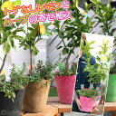 トゲなしレモンとハーブの寄せ植え