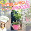トゲなしレモンとハーブの寄せ植え ( アートストーン22cm鉢植え )