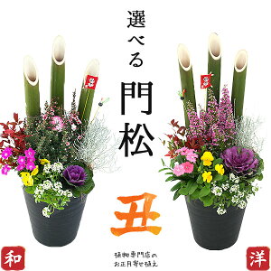 2個セット(1対) 選べる門松『 お正月寄せ植え 』（正月飾り 玄関などに） 門松アレンジ寄せ植え 7号鉢植え 高さ約70cm【 送料無料 】＜早割【1000円OFF】クーポン付き♪ 11月30日まで!!＞