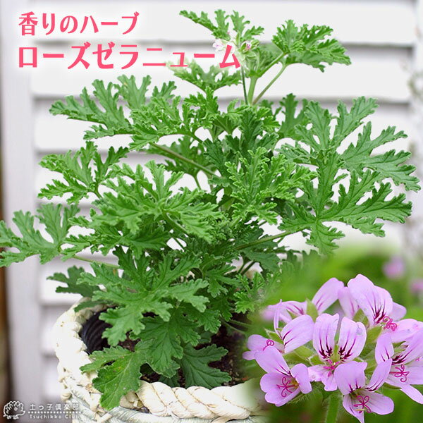 ローズゼラニューム （ ハーブゼラニウム ） 4号鉢植え