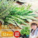 \ 5月前半マラソン限定★花苗セット5商品100円OFFクーポン対象/ くらしを豊かに! 季