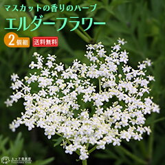 https://thumbnail.image.rakuten.co.jp/@0_mall/tsuchikko/cabinet/02835022/herb/s-002-2ps_1-19.jpg