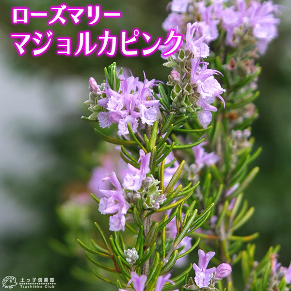 ローズマリー 植物図鑑