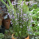 【ハーブ・有用植物30%OFFクーポン対象商品】 ローズマリー 9cmポット苗 キッチンハーブ ハーブ ハーブ苗 土っ子倶楽部