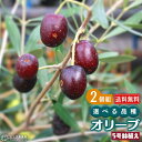 オリーブ （全11品種） 3年生 5号スリット鉢植え 【 選べる品種 】 【2個セット】 【送料無料】 その1