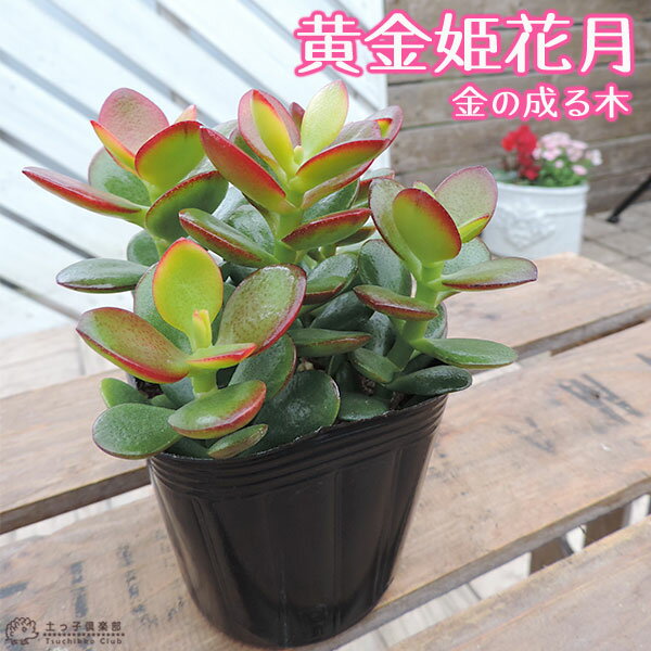 多肉植物 『 黄金姫花月 』 9cmポット苗 （ 金のなる木 ）のサムネイル