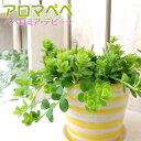 ミニ観葉 『 アロマペペ 』 ペペロミア・デピーナ 7.5cmポット苗 観葉植物