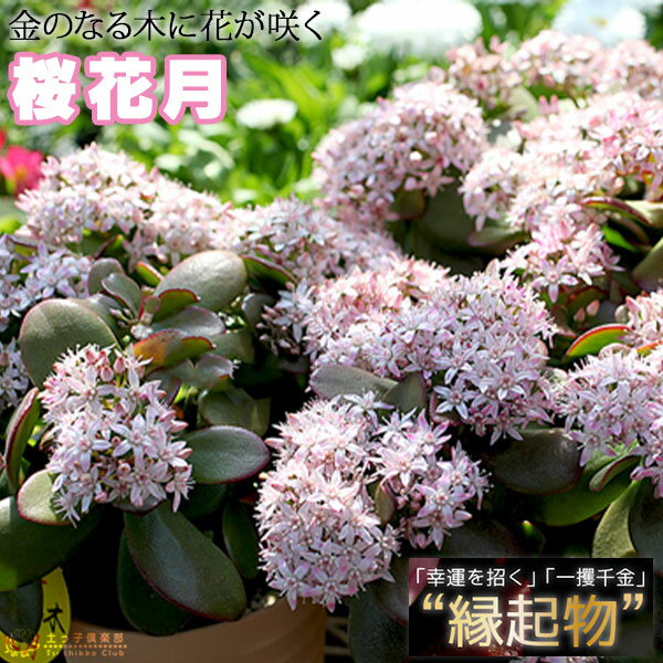 花咲く多肉植物 『 桜花月 （ サクラカゲツ ）』 11cm鉢 （ 金のなる木 ）