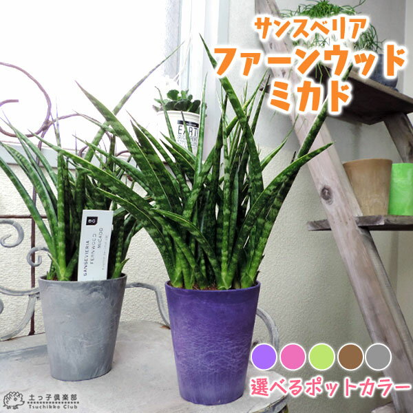 サンスベリア 『 ファーンウッド・ミカド 』 （ サンセベリア ） 【選べる鉢色】 観葉植物 飾るだけ OKのサムネイル