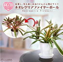 ネオレゲリア 『 ファイヤーボール 』 斑入り 10.5cmポット(受け皿プレゼント) 観葉植物 熱帯植物 南国 トロピカル