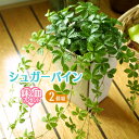 シュガーバイン 9cmポット 【 2個セット 】( 鉢と受け皿プレゼント ) 観葉植物