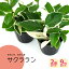ミニ観葉植物 サクララン 9cmポット 2個セット