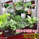 ミニ観葉 『 おまかせ 3品種セット 』 9cmポット 《 観葉植物 3個セット 》 観葉植物 インテリアグリーン インドアグリーン 室内 土っ子倶楽部