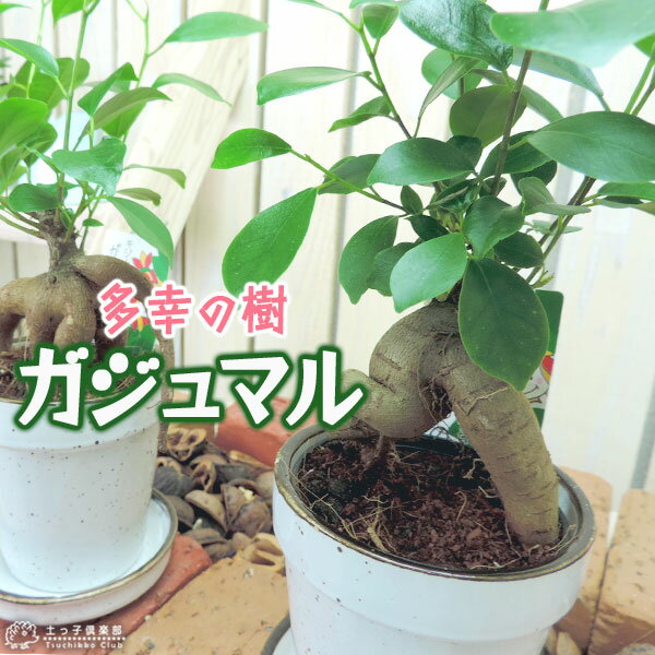 ガジュマル （ ミニ観葉 ）12cmポット（ 幸せの木 多幸の木 がじゅまる ）　観葉植物
