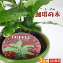 ミニ観葉植物 コーヒーの木 9cmポット【 2個セット 】【 送料無料 】