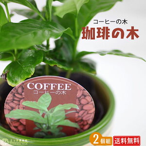 ミニ観葉植物　コーヒーの木　9cmポット【 2個セット 】【 送料無料 】