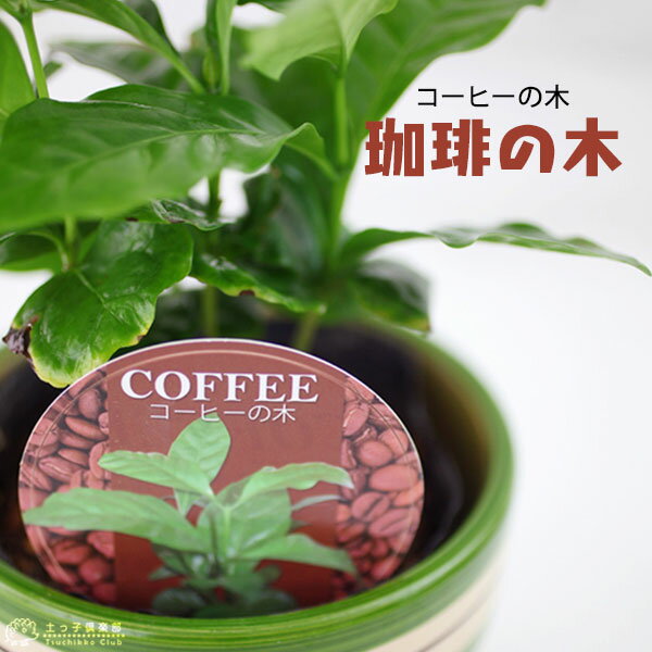 コーヒーの木 ミニ観葉 『 コーヒーの木 』 9cmポット