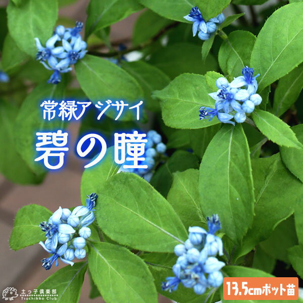 常緑アジサイ 『 碧の瞳 』 アオノヒトミ 13.5cmポット苗 【 珍種 】