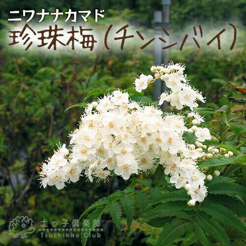 楽天市場 珍珠梅 チンシバイ ニワナナカマド 18cm鉢植え 花と緑の専門店 土っ子倶楽部 みんなのレビュー 口コミ 楽天市場 珍珠梅 チンシバイ ニワナナカマド 18cm鉢植え 花と緑の専門店 土っ子倶楽部 みんなのレビュー 口コミ