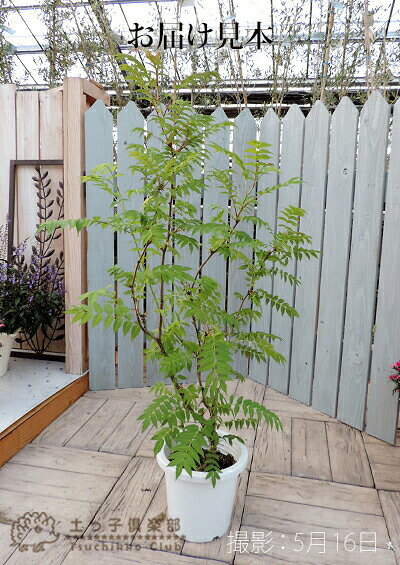 楽天市場 珍珠梅 チンシバイ ニワナナカマド 18cm鉢植え 花と緑の専門店 土っ子倶楽部 みんなのレビュー 口コミ 楽天市場 珍珠梅 チンシバイ ニワナナカマド 18cm鉢植え 花と緑の専門店 土っ子倶楽部 みんなのレビュー 口コミ