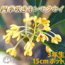 四季咲き金木犀(キンモクセイ) 3年生 5号(15cm)ポット苗 四季咲き金木犀(キンモクセイ) 3年生 5号(15cm)ポット苗