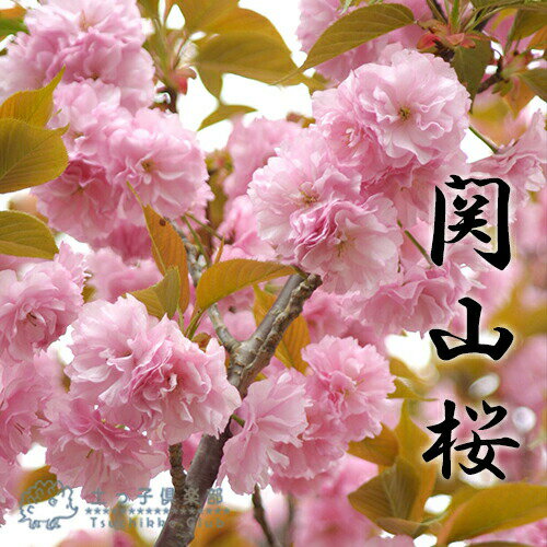 桜 『 関山 （ かんざん ）』 接ぎ木 10.5cmポット 苗木のサムネイル