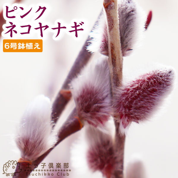 ピンクネコヤナギ （ 猫柳 ） 6号 （ 18cm ）鉢植えのサムネイル