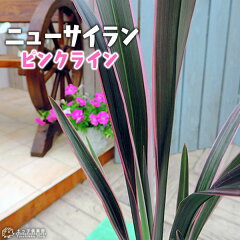 https://thumbnail.image.rakuten.co.jp/@0_mall/tsuchikko/cabinet/02835022/kaboku2/g-105_1-19.jpg