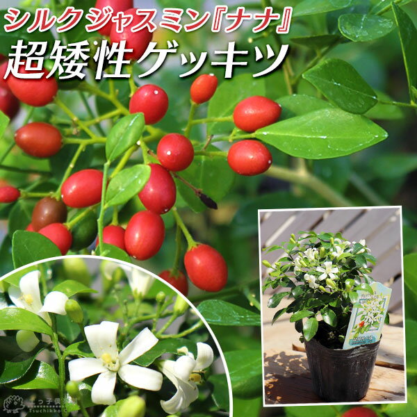 月橘 植物図鑑