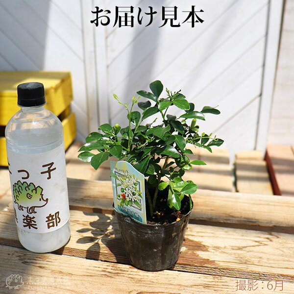 月橘 植物図鑑