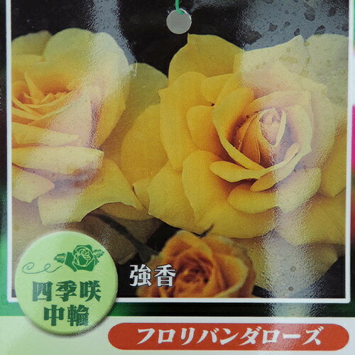 四季咲き中輪 『フリージア』 2年生接ぎ木苗 （フロリバンダローズ） 強香