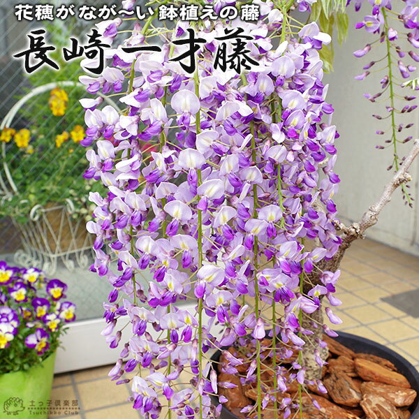 長崎一才藤 花ふじ 6号鉢植え