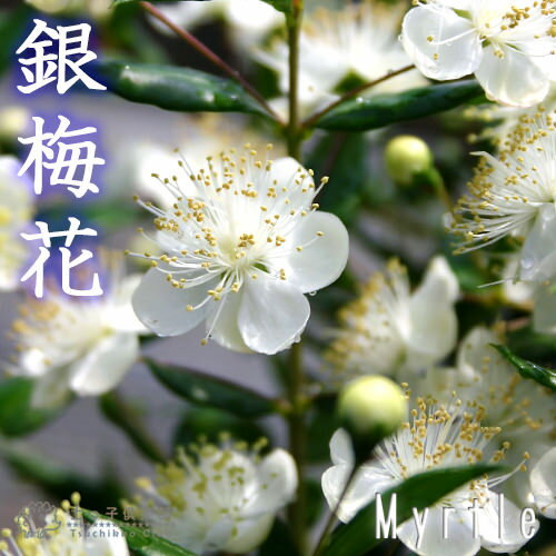 香る花木 『 銀梅花 （ ギンバイカ 