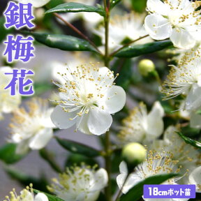 香る花木 『 銀梅花 （ ギンバイカ ） 』 18cmポット苗