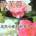 酔芙蓉(スイフヨウ) 9cmポット苗