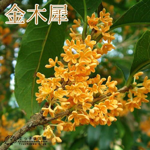 キンモクセイ ( 金木犀 ) 15cmポット苗 花木 秋 甘い香り オレンジ色 苗 苗木 生垣 生垣樹 庭木 土っ子倶楽部