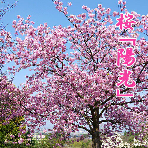 楽天市場】ピンク(種類(植物)サクラ)(植木|ガーデニング 楽天市場】ピンク(種類(植物)サクラ)(植木|ガーデニング