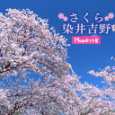 桜『染井吉野（そめいよしの）』接ぎ木 15cmポット 苗木