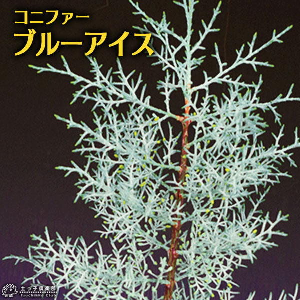 最も共有された コニファー 花 言葉