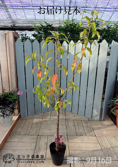 菊桃 （ 花桃 ） 『 踊り子 』 13.5cmポット苗