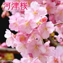 【楽天スーパーSALE 半額商品！】桜 『 河津桜 （ かわづざくら ） 』接ぎ木 15cmポット 苗木